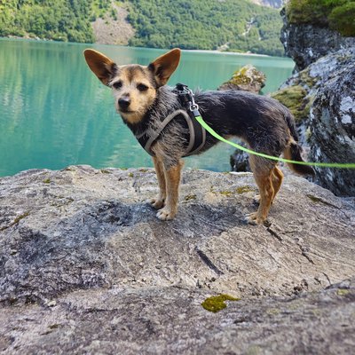 Traveling with a Dog to Scandinavia: Formalities, Myths, and Why Liability Insurance is a Waste of Money